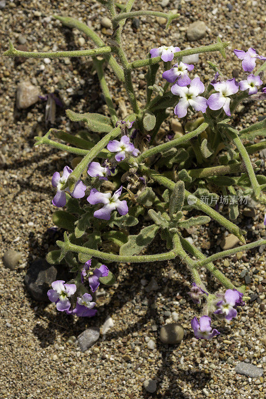 近距离垂直观花期的tricuspidata Matthiola